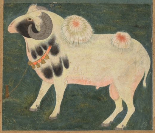 A royal ram with a gold chain