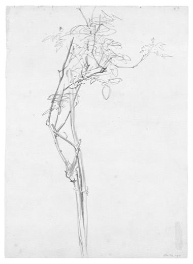 Rose Branch, Study for